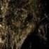 Wolves In The Throne Room The Cleansing