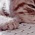 No Ads Beware Of Addiction Sleep Inducing Music That Puts You To Sleep In 20 Minutes Sleep Music