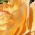 Amber Queen