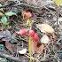 I Червоні ягоди осіннього лісу Red Berries Of The Autumn Forest Красные ягоды осеннего леса 20241008