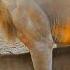 Lions Mating Like Crazy Close Up Footage