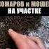 КАК ИЗБАВИТЬСЯ ОТ КОМАРОВ на участке БЕЗ ХИМИИ дача огород сад комары