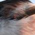 Ополовник или длиннохвостая синица птицы Aegithalos Caudatus Bird