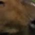YTP The Epicness Of OK I Pull Up Capybara