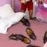 Woke Up To Roaches In My Bed This Got Out Of Hand Prank Shock