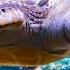 The Sound Of The Sea Music That Relaxes Aquatic Animals Music That Heals Nerves And Helps