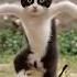 CAT DANCE MOTORCYCLE КОШАЧИЙ ТАНЕЦ НА МОТОЦИКЛЕ
