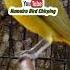 CALL DOBELL PLECI DAKUN KELUD Shorts Fyp Viralshorts