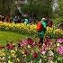 7 Million Flowers Explore Flowers Keşfet Tulip Music Spring Travel Love