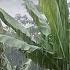 Super Heavy Rain And Strong Winds Hit My Village Rain Sound Relaxation Rain Sounds For Sleeping