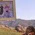 A Wish In The Heart Of The Zagros Mountains The Story Of A Papi Dog S Rescue In An Abandoned Hut