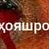Қиссаи Маҷнун бо саг Беҳтарин қисса гирят мия