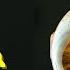 Working Of Human Eye In Telugu How Human Eye Works Explained Telugu Badi