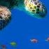 Deeply Relaxing Underwater Sounds 12 Hours Deep Ocean Sounds Sleep Relax Study Meditation