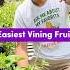 Easiest Vining Fruit Shorts Fruitplants Growyourownfood Fruit Gardening