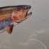 F Schubert Die Forelle The Trout Andrey Kiselev Evgeniy Rozhkov