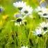 Adagio Albinoni Dmitry Metlitsky Orchestra Beautiful Music