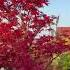 Maples In June Some Colors Begin To Fade Maple Garden Plants Nature 柏树盆景 盆栽 树叶画 Faded