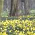 Bach Arr Mary Howe Sheep May Safely Graze John Peace