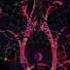 DJ Buzz Subliminal Effect Psychedelictrance Psytrance Trance Darkpsy Dark Party Dance Dj