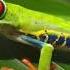 Life Cycle Of A Frog Read Aloud