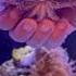 YOU SHOULD NEVER EAT A LIVE OCTOPUS