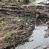 жизнь бобра в плотине в этом тоже ты осознание Nature Water релакс