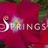 Palm Springs Vibes 45 Tracks By Richard Earnshaw Sebb Junior Jimpster April 2024