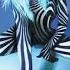 Bebe Rexha Amore Feat Rick Ross Official Audio