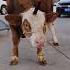High Powered Tools Slaughterhouse Cattle Farmer High Performance Utility Tools