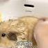 It Doesn T Understand Why Chinese People Take A Bath During The Chinese New Year Tudou Thought