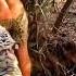 The Last Tiger Encounter Was Truly Insane