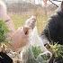 小雪和妈去地里挖野菜 野菜是妈妈的最爱 看看天然的野菜啥样