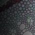 Transport In The Phloem Of Plants