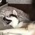 ХАСКИ ПРОТИВ ОБНИМАШЕК Shorts Animals Huskey