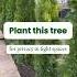 Emerald Green Arborvitae Privacy For Tight Spaces Landscaping Gardening Evergreentree