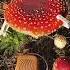 PlantWave Is Patented Technology That Detects Slight Changes In Electricity Through Plants And