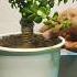 30 स क ड म ज ड क ब नस ई त य र कर How To Make Jade Bonsai In 30 Second Viral Shorts