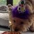 Happybirthday Music Pomapoo Pomapoobarney