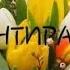 ANTSCHO Музыка для души Тюльпаны ЛОЛАЛАР ГУЛЛАР ТИНЧЛАНТИРУВЧИ МУЗИКА