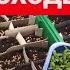 МОЩНЫЕ ВСХОДЫ за 4 дня Сею семена 1000 шт