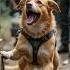 Hero Dog Digs Through Earthquake Rubble To Save Trapped Baby Emotional Rescue Story Shorts Ai