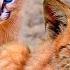 Top 10 RAREST And Most Beautiful Wild Cats On Earth