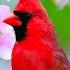 Healing Music For The Heart And Blood Vessels Delicate Music Calms The Nervous System
