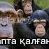 Кләстастар қайда