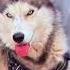Ally Punjabisong Punjabimusic Newsong Music Song Husky Youtubeshorts Viralvideo Travel