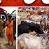 Eid E Qurban Cow Mandi Most Expensive Bull Cattle Farm 2025 Geo News 8AM Geo Bulletin 27 May