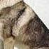 Wolfdog Alex C Du Hast