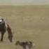 Dances With Wolves Two Socks At Play