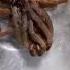 Tarantula Molt Gone Wrong Molt Tarantula Spider Molting Arachnophobia Chilobrachyshuahini